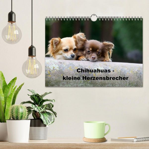 Produktbild: Chihuahuas - kleine Herzensbrecher (Wandkalender 2026 DIN A4 quer), CALVENDO Monatskalender