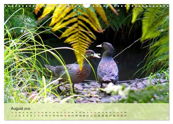 Produktbild: Neuseelands Vogelwelt (Wandkalender 2026 DIN A3 quer), CALVENDO Monatskalender