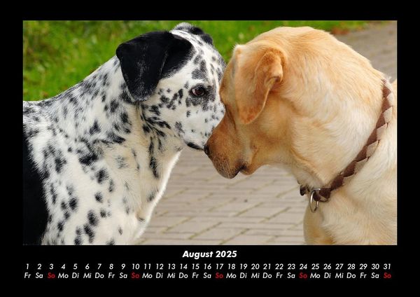 Produktbild: Der Hundekalender 2025 Fotokalender DIN A3