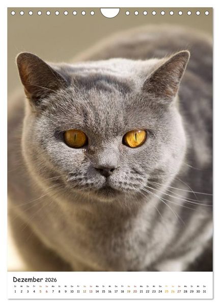 Produktbild: bezaubernde Britisch Kurzhaar Katzen (Wandkalender 2026 DIN A4 hoch), CALVENDO Monatskalender