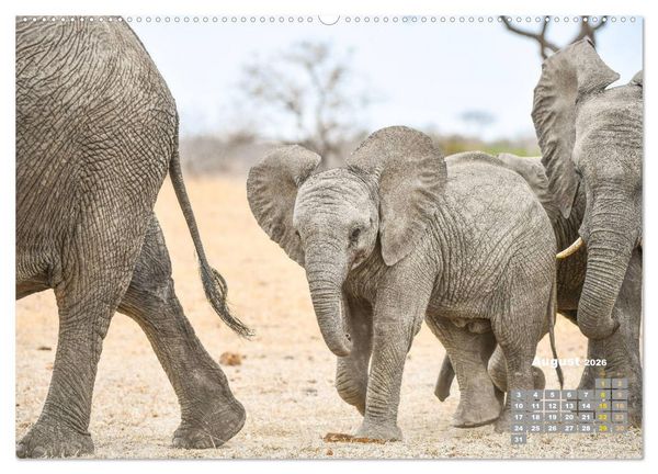 Produktbild: Babyelefanten (hochwertiger Premium Wandkalender 2026 DIN A2 quer), Kunstdruck in Hochglanz