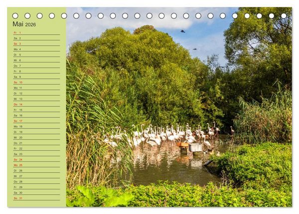 Produktbild: Wir sind die Stars am Wasser (Tischkalender 2026 DIN A5 quer), CALVENDO Monatskalender