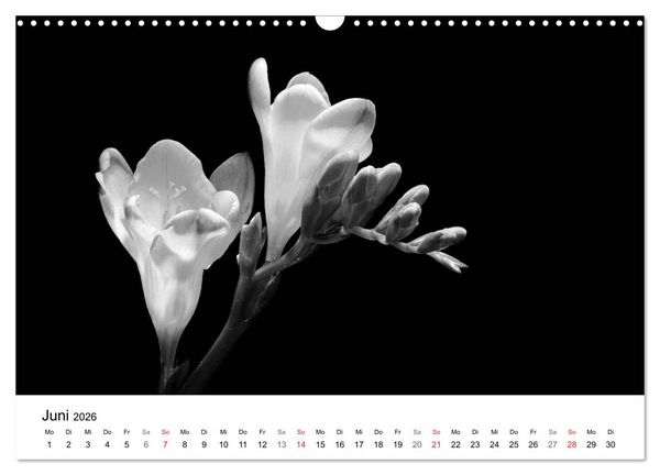 Produktbild: Blumen 2026, Schwarz-Wei&szlig; (Wandkalender 2026 DIN A3 quer), CALVENDO Monatskalender