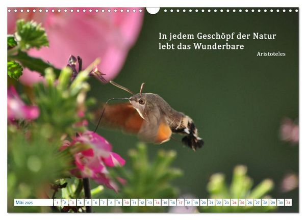 Produktbild: Kraftquelle Natur (Wandkalender 2026 DIN A3 quer), CALVENDO Monatskalender
