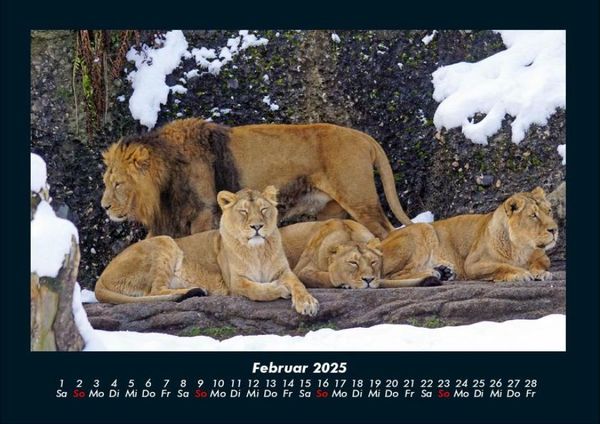 Produktbild: L&ouml;wen in der Wildnis 2025 Fotokalender DIN A4