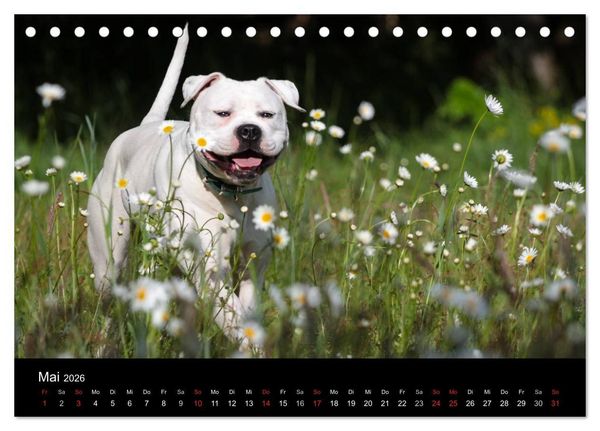 Produktbild: American Bulldog - alles Andere ist nur ein Hund (Tischkalender 2026 DIN A5 quer), CALVENDO Monatskalender