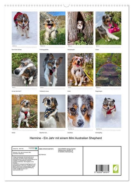 Produktbild: Hermine - Ein Jahr mit einem Mini Australian Shepherd (Wandkalender 2026 DIN A2 hoch), CALVENDO Monatskalender