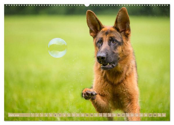 Produktbild: Sch&auml;ferhunde - Freunde auf 4 Pfoten (Wandkalender 2026 DIN A2 quer), CALVENDO Monatskalender
