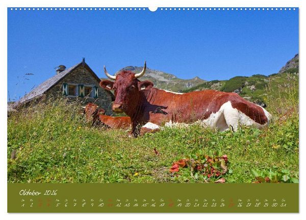 Produktbild: Friedliche K&uuml;he (hochwertiger Premium Wandkalender 2026 DIN A2 quer), Kunstdruck in Hochglanz