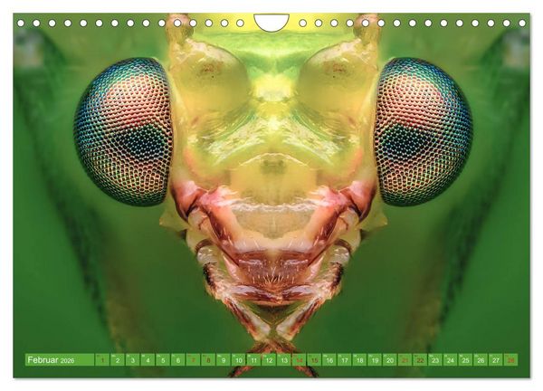 Produktbild: Extreme Makroaufnahmen - Insekten so nah wie nie (Wandkalender 2026 DIN A4 quer), CALVENDO Monatskalender