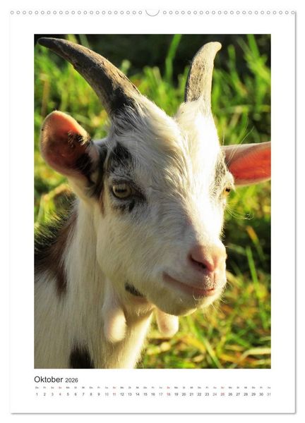 Produktbild: Ziegenportraits (hochwertiger Premium Wandkalender 2026 DIN A2 hoch), Kunstdruck in Hochglanz