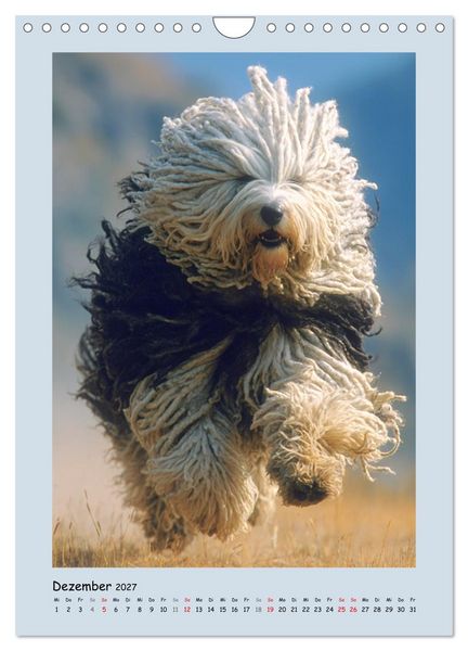 Produktbild: Dreadlocks auf Pfoten. Ungarische Hirtenhunde im Zottelfell (Wandkalender 2027 DIN A4 hoch), CALVENDO Monatskalender