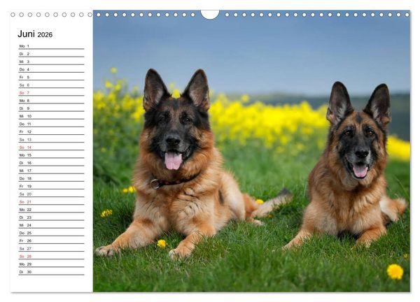 Produktbild: Deutsche Sch&auml;ferhunde - Liebenswerte Graunasen (Wandkalender 2026 DIN A3 quer), CALVENDO Monatskalender
