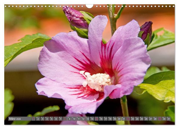 Produktbild: Blumenpracht der Welt (Wandkalender 2026 DIN A3 quer), CALVENDO Monatskalender