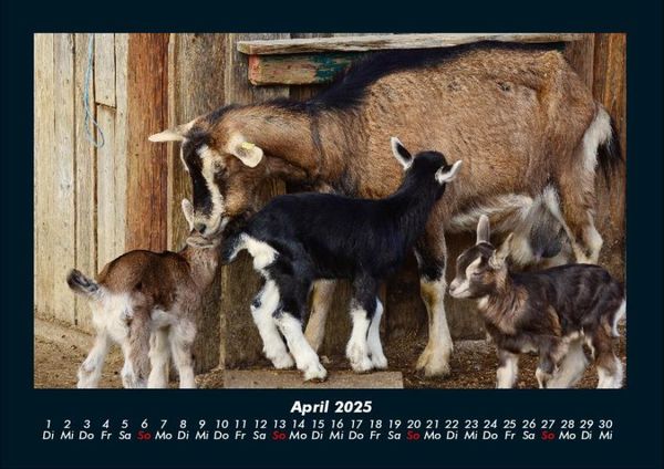 Produktbild: Tierkalender 2025 Fotokalender DIN A4