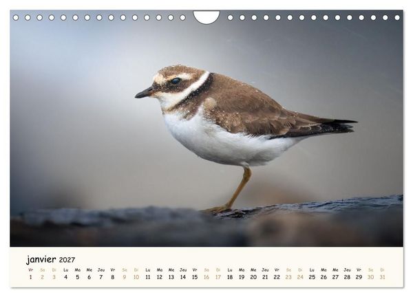 Produktbild: Chuchotements d'ailes - Une ann&eacute;e dans l'intimit&eacute; des oiseaux (Calendrier mural 2027 DIN A4 vertical), CALVENDO calendrier mensuel