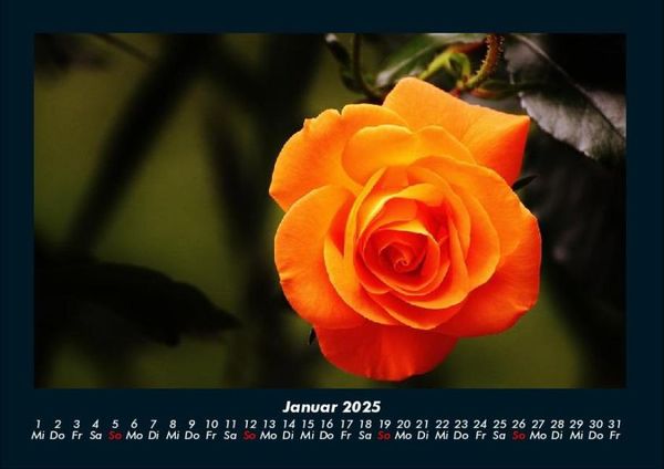 Produktbild: Blumen & Pflanzen 2025 Fotokalender DIN A4