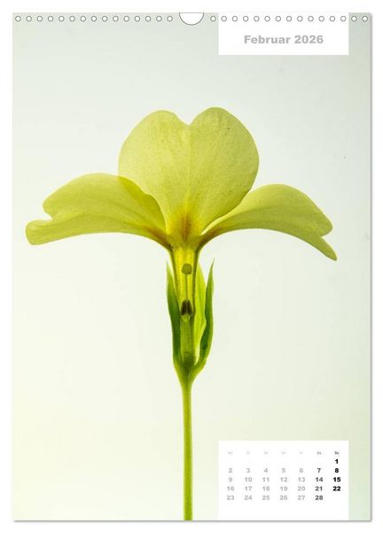 Produktbild: Schnittblumen 2026 (Wandkalender 2026 DIN A3 hoch), CALVENDO Monatskalender