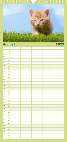 Produktbild: Familienplaner K&auml;tzchen 2022 (Wandkalender 2022 , 21 cm x 45 cm, hoch)