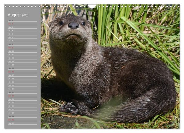 Produktbild: Otter. Frech, laut und clever (Wandkalender 2026 DIN A3 quer), CALVENDO Monatskalender