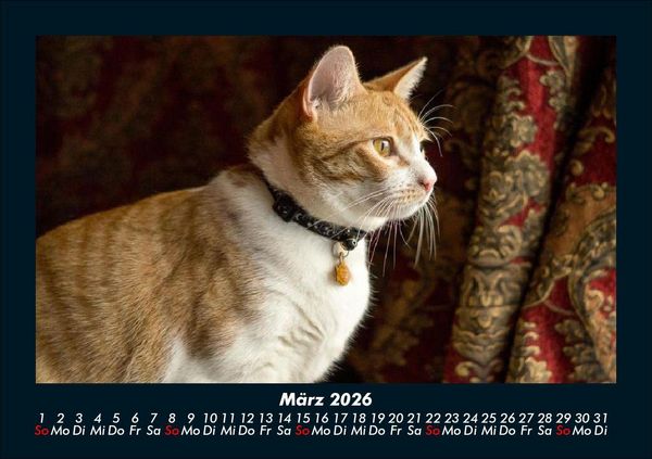 Produktbild: F&uuml;r Katzenfreunde 2026 Fotokalender DIN A5