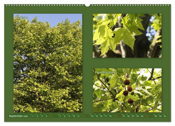 Produktbild: Faszinierende B&auml;ume (hochwertiger Premium Wandkalender 2026 DIN A2 quer), Kunstdruck in Hochglanz