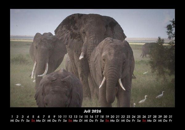 Produktbild: Elefanten 2026 Fotokalender DIN A3