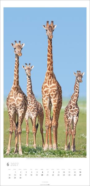Produktbild: Giraffen Kalender 2027