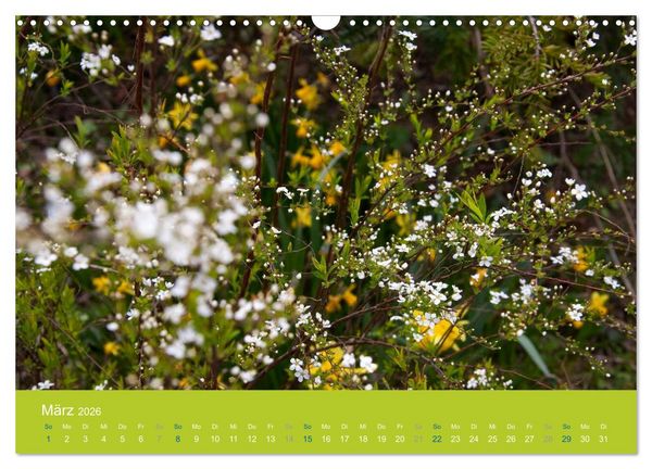 Produktbild: Gartenfl&uuml;stern (Wandkalender 2026 DIN A3 quer), CALVENDO Monatskalender