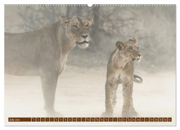 Produktbild: Lions of Southern Africa (Wall Calendar 2026 DIN A2 landscape), CALVENDO 12 Month Wall Calendar
