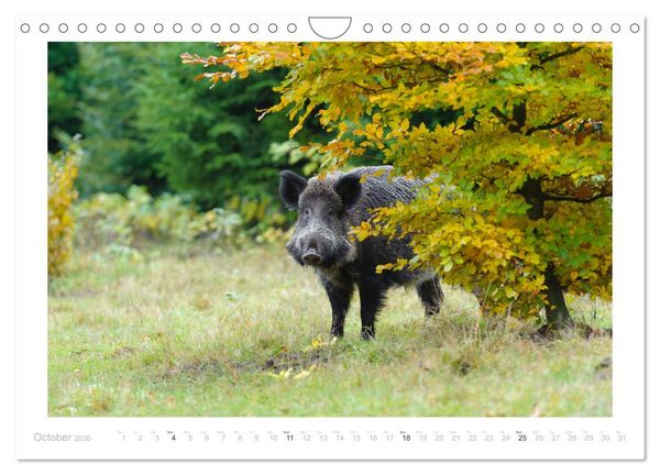 Produktbild: Wild Boars (Wall Calendar 2026 DIN A4 landscape), CALVENDO 12 Month Wall Calendar