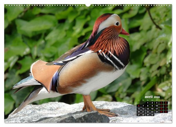 Produktbild: Oiseaux exotiques (Calendrier mural 2026 DIN A2 vertical), CALVENDO calendrier mensuel