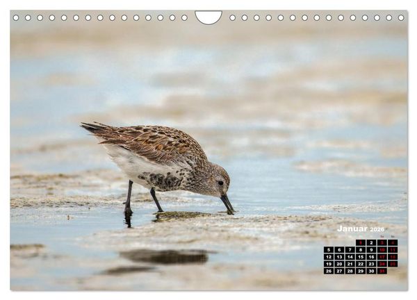 Produktbild: Die Vogelwelt der &Auml;u&szlig;eren Hebriden (Wandkalender 2026 DIN A4 quer), CALVENDO Monatskalender