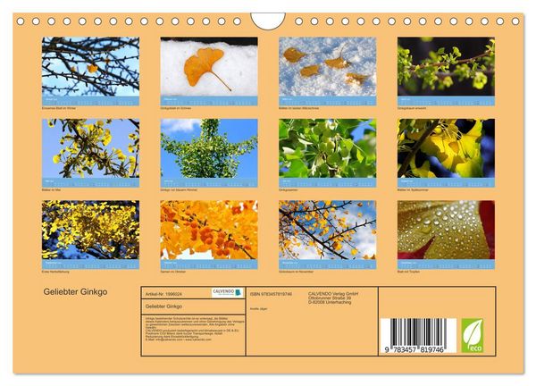 Produktbild: Geliebter Ginkgo (Wandkalender 2026 DIN A4 quer), CALVENDO Monatskalender