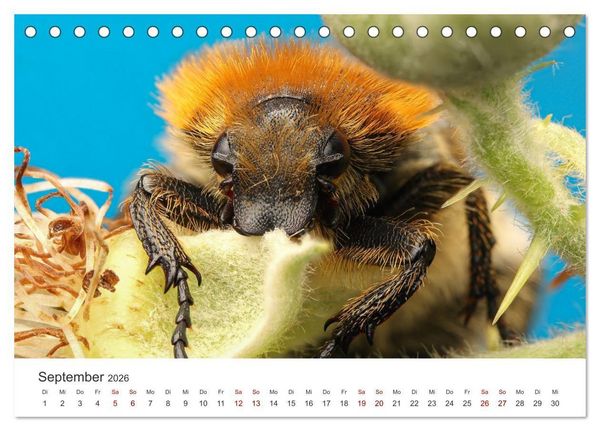Produktbild: Der etwas andere Blickwinkel (Tischkalender 2026 DIN A5 quer), CALVENDO Monatskalender