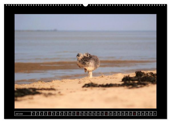 Produktbild: Bolonka 2026 (hochwertiger Premium Wandkalender 2026 DIN A2 quer), Kunstdruck in Hochglanz