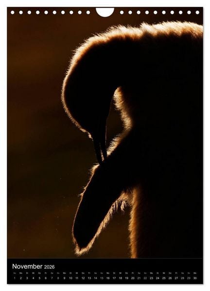 Produktbild: Hallo Pinguin (Wandkalender 2026 DIN A4 hoch), CALVENDO Monatskalender