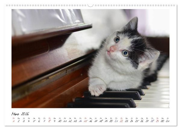Produktbild: Die Launen der Katzen 2026 (hochwertiger Premium Wandkalender 2026 DIN A2 quer), Kunstdruck in Hochglanz