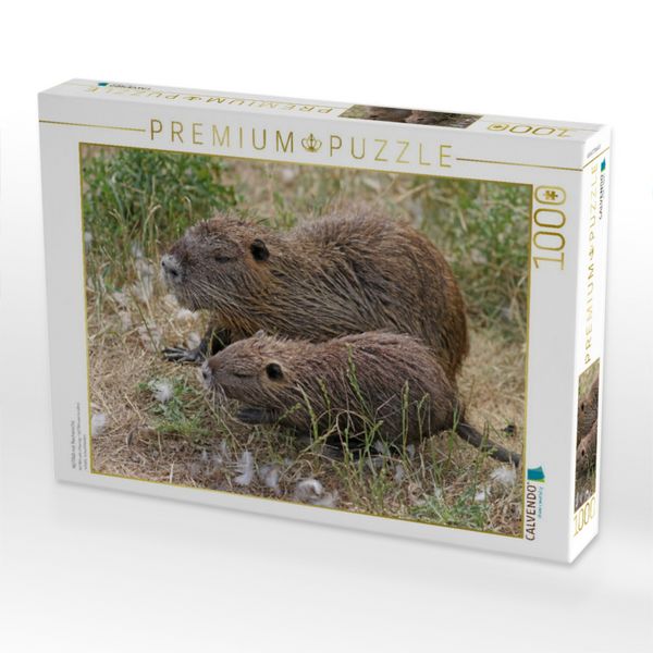 Produktbild: CALVENDO Puzzle NUTRIA mit Nachwuchs | 1000 Teile Lege-Gr&ouml;&szlig;e 64x48cm Foto-Puzzle f&uuml;r gl&uuml;ckliche Stunden