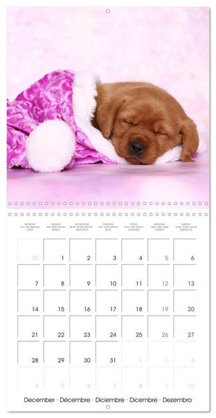 Produktbild: Sleeping Puppies (Wall Calendar 2026 12 &times; 12 Inch) CALVENDO 12 Month Wall Calendar