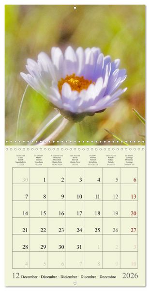 Produktbild: Fleurs du pays des r&ecirc;ves (Calendrier mural carr&eacute; 2026 30x30 cm) Calendrier double avec une page pour vos prises de notes
