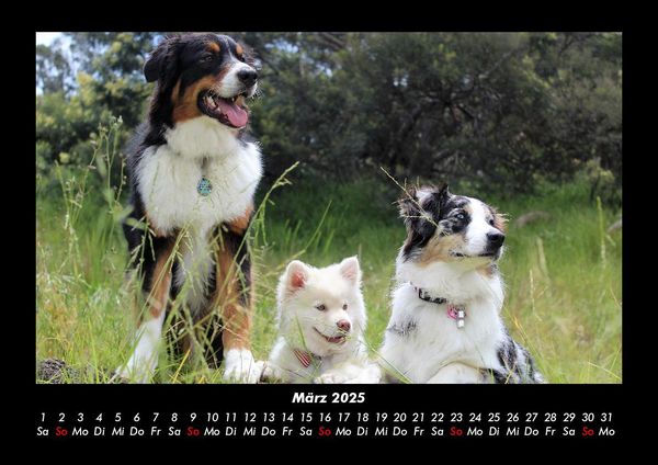 Produktbild: Hunde 2025 Fotokalender DIN A3