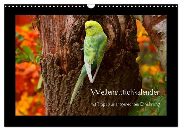 Produktbild: Wellensittichkalender mit Tipps zur artgerechten Ern&auml;hrung (Wandkalender 2026 DIN A3 quer), CALVENDO Monatskalender