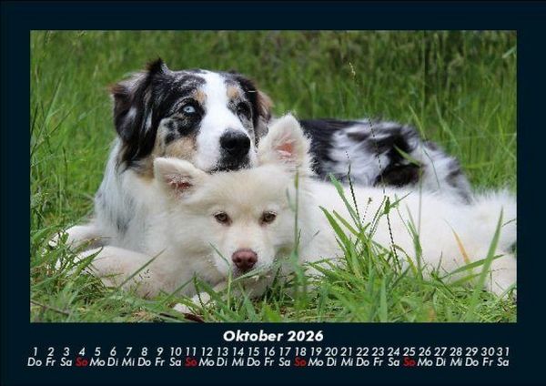 Produktbild: Hunde Kalender 2026 Fotokalender DIN A5