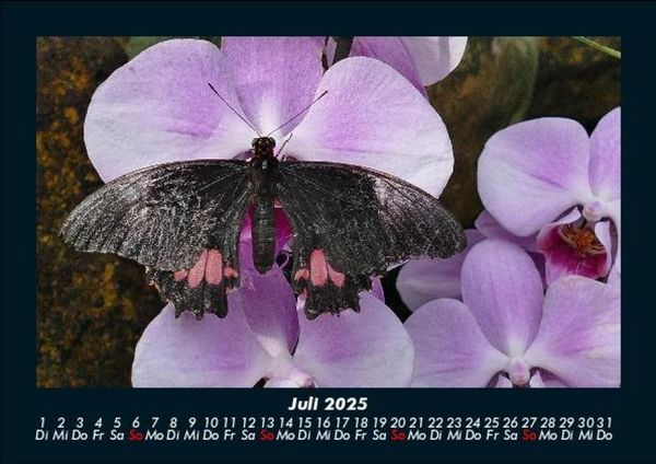 Produktbild: Blumentr&auml;ume 2025 Fotokalender DIN A5