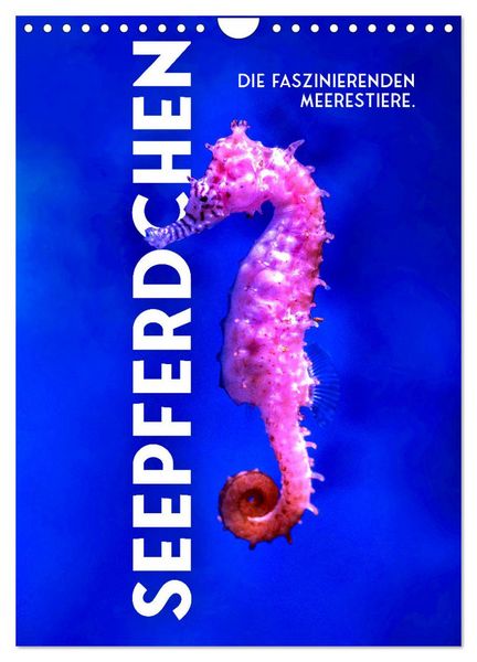 Produktbild: Seepferdchen - Die faszinierende Meerestiere. (Wandkalender 2026 DIN A4 hoch), CALVENDO Monatskalender