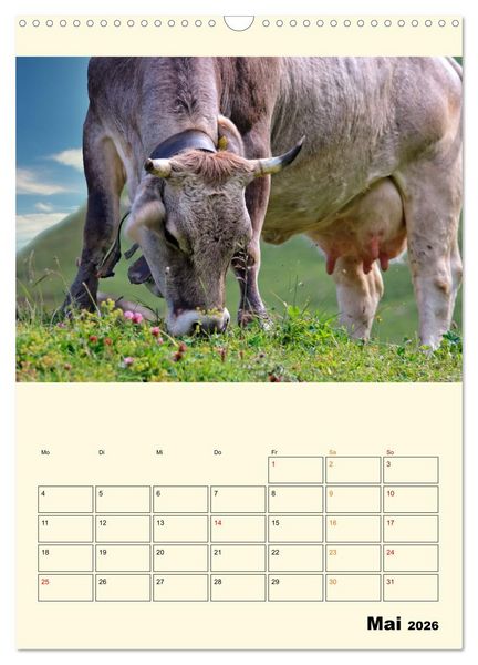 Produktbild: Gl&uuml;ckliche Bergk&uuml;he (Wandkalender 2026 DIN A3 hoch), CALVENDO Monatskalender