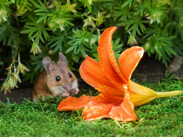 Produktbild: CALVENDO Puzzle Da k&ouml;nnte man sich bestimmt auch gut rein kuscheln! 1000 Teile Lege-Gr&ouml;&szlig;e 64 x 48 cm Foto-Puzzle Bild von Birgit Cerny