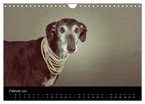Produktbild: Der Windhundekalender (Wandkalender 2026 DIN A4 quer), CALVENDO Monatskalender