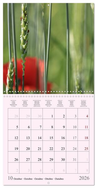 Produktbild: Les saisons en fleurs (Calendrier mural carr&eacute; 2026 30x30 cm) Calendrier double avec une page pour vos prises de notes